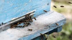 Белгородские власти разработали программу для взаимодействия аграриев и пчеловодов