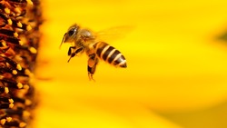 Белгородские власти вязли под контроль ситуацию с гибелью пчёл