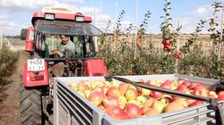 Новооскольские садоводы приступили к сбору урожая яблок