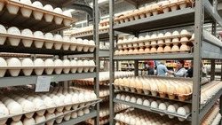 Белгородская область нарастила производство яиц: почти 370 млн штук за три месяца