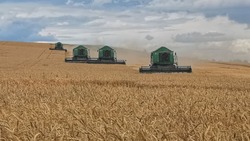 Новооскольские аграрии получили рекордные урожаи ранних зерновых культур 
