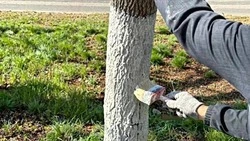 Белгородцы присоединятся к Всероссийскому субботнику в рамках нацпроекта «Инфраструктура дли жизни»