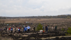 Новооскольцы высадили более 3 тыс. саженцев сосны в рамках акции «Сад памяти»