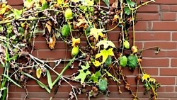 В Белгородской области утвердили список опасных инвазивных растений, подлежащих уничтожению