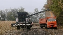 Глава администрации Новооскольского округа подвёл предварительные итоги уборочной кампании 2025 года