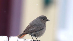 Юные орнитологи Новооскольского округа показали навыки в «тихой охоте на птиц»
