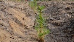 Более 70 гектаров молодого леса будут высажены этой осенью на территории Белгородской области