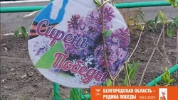 Сотрудники и подопечные Новооскольского Центра семьи «София» приняли участие в акции «Сирень Победы»