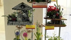 Новооскольцы заняли призовые места на областной выставке выгоночных цветочно-декоративных растений 