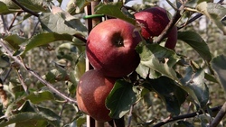 Новооскольские садоводы получили первый урожай яблок