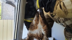 Новооскольские спасатели освободили застрявшую в оконной раме кошку