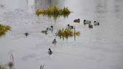 «Серая шейка» продолжается: учёт водоплавающих птиц в Белгородской области продлили до конца января