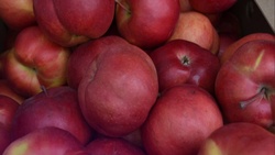 Жители Новооскольского округа получили возможность приобрести яблоки из местных садов
