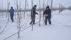 Зимние агротехнические работы начались в Новооскольском округе