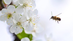 Новооскольские пчеловоды разместят ульи на территории садов ООО «Белгородские яблоки»