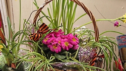Выставка выгоночных растений «Цветы раскалённой земли» открылась в Новом Осколе