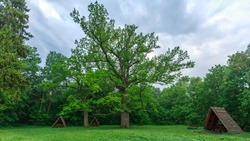 Новооскольцы смогут подержать дуб из Шебекинского округа в конкурсе «Российское дерево года»
