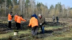 Новооскольцы высадили более 6 тысяч деревьев в рамках акции «Сад памяти»