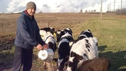 Новооскольская семья Харченко начала развивать животноводство при поддержке программы «Содействие»