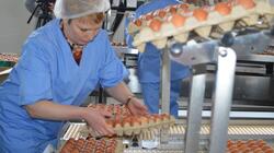 «Новооскольские семейные фермы» вышли на производство 2 тонн яичного меланжа в сутки