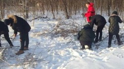 Сотрудники Новооскольского лесничества приступили к сбору посадочного материала белой акации