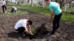 Новооскольские волонтёры получили оборудование для выращивания саженцев деревьев