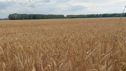 Сельхозтоваропроизводители Новооскольского округа завершили уборку ранних зерновых культур