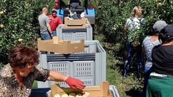 Сбор урожая фруктов начался в садах Новооскольского городского округа