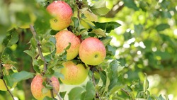 Белгородские садоводы собрали более 400 тонн ранних сортов яблок 
