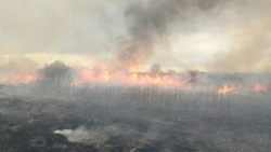 Осторожно, пожар! Случаи палов сухой травы участились в регионе и в Новооскольском округе