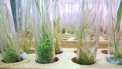 Селекционно-семеноводческие лаборатории Новооскольского округа начали подготовку в весеннему севу