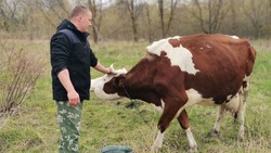 Новоосколец Дмитрий Огородников. «Хорошую корову можно вырастить только  самому»