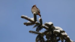 В Новооскольском округе подвели итоги муниципального этапа конкурса «Птицы в объективе»