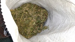 Правоохранители выявили случай хранения крупной партии наркотиков в Новооскольском округе