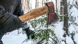 Сотрудники белгородских лесничеств приступили к усиленной охране хвойных лесов перед Новым Годом