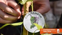 Два саженца легендарного «Тополя Победы» украсили Центральный парк Нового Оскола