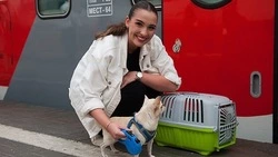 226 домашних животных перевезено без владельцев с вокзала станции Белгород за 7 месяцев 2025