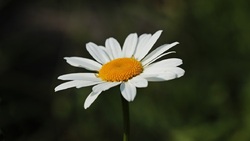 Новооскольцы смогут принять участие в благотворительной акции «Белый цветок»
