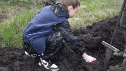 В Новооскольском округе волонтёры высадили сеянцы красного дуба в рамках акции «Сад памяти»