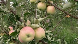  Сбор урожая яблок начался в Новом Осколе