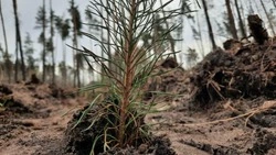 В Белгородской области стартовал весенний лесокультурный сезон 2026 года