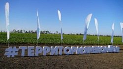 Всероссийский День поля отечественных гибридов сахарной свеклы прошёл в Новооскольском округе