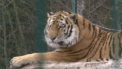 Белгородский зоопарк откроется после каникул в конце марта