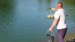Новооскольцы подселили водоросли хлореллы в пруд посёлка Полевой 