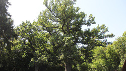 Белгородцы смогут поддержать шебекинский дуб во всероссийском конкурсе деревьев