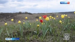 В Новооскольском округе после восьми лет трудов учёных зацвели тюльпаны Шренка