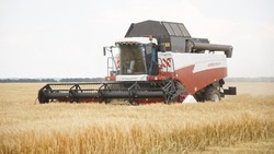 Уборка озимых зерновых началась в Белгородской области