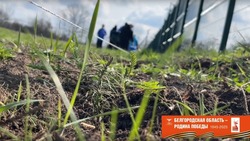 Новооскольские волонтёры высадят 1418 деревьев в память о каждом дне Великой Отечественной войны