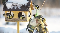 Государственный заповедник «Белогорье» объявил о старте экологической акции «Покормите птиц»