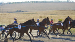 Как прошли лошадиные бега в Новооскольском городском округе